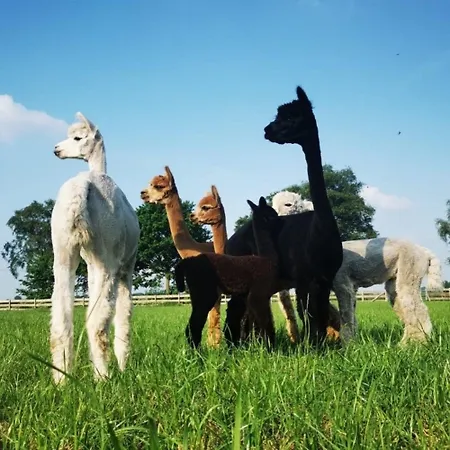 Igluhut 2 Holiday home *