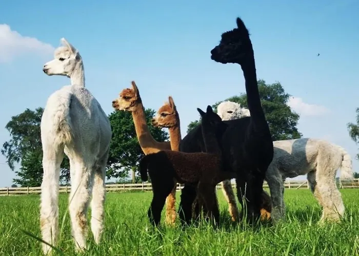 Igluhut 2 Holiday home *